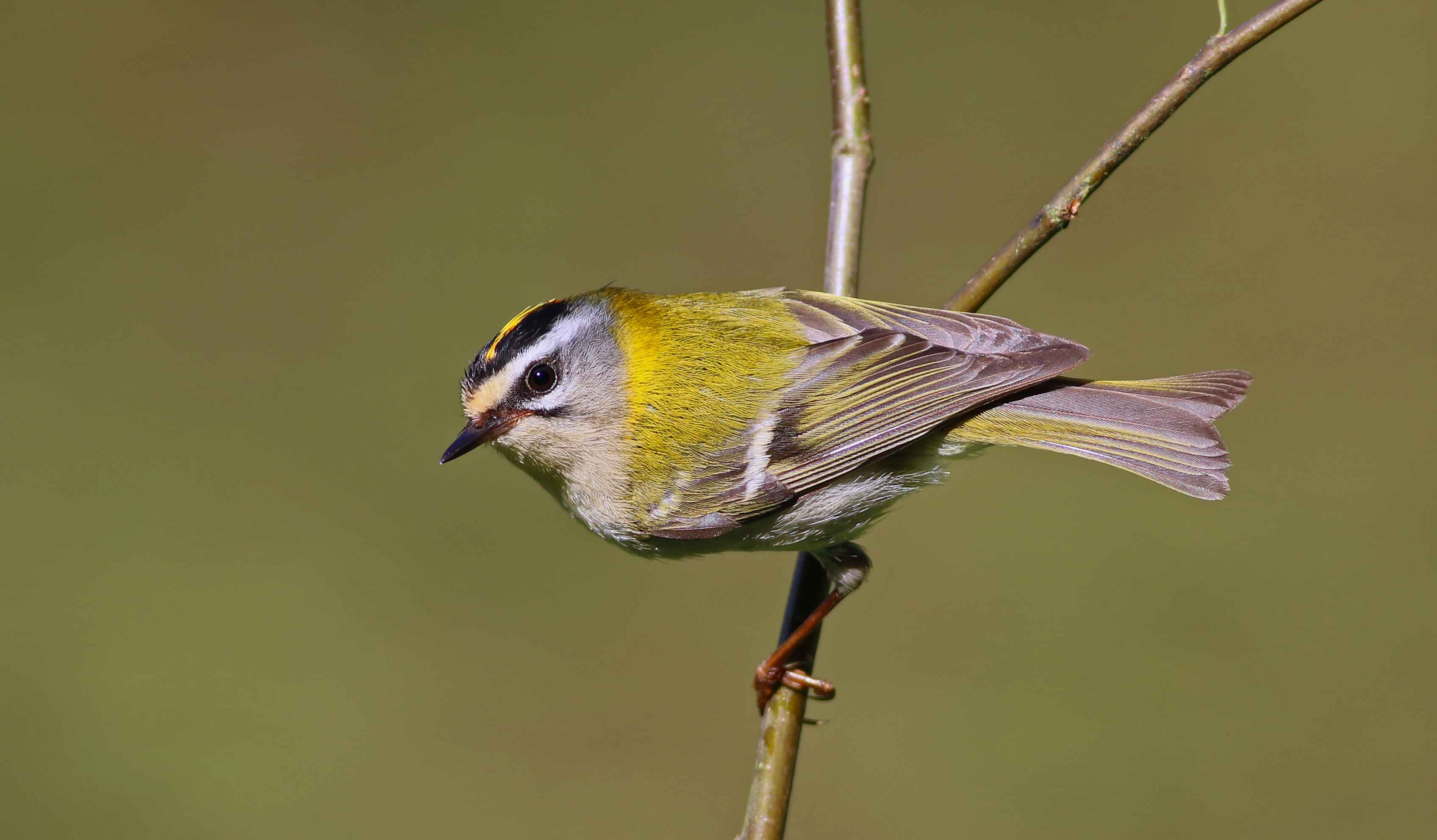 Common Firecrest